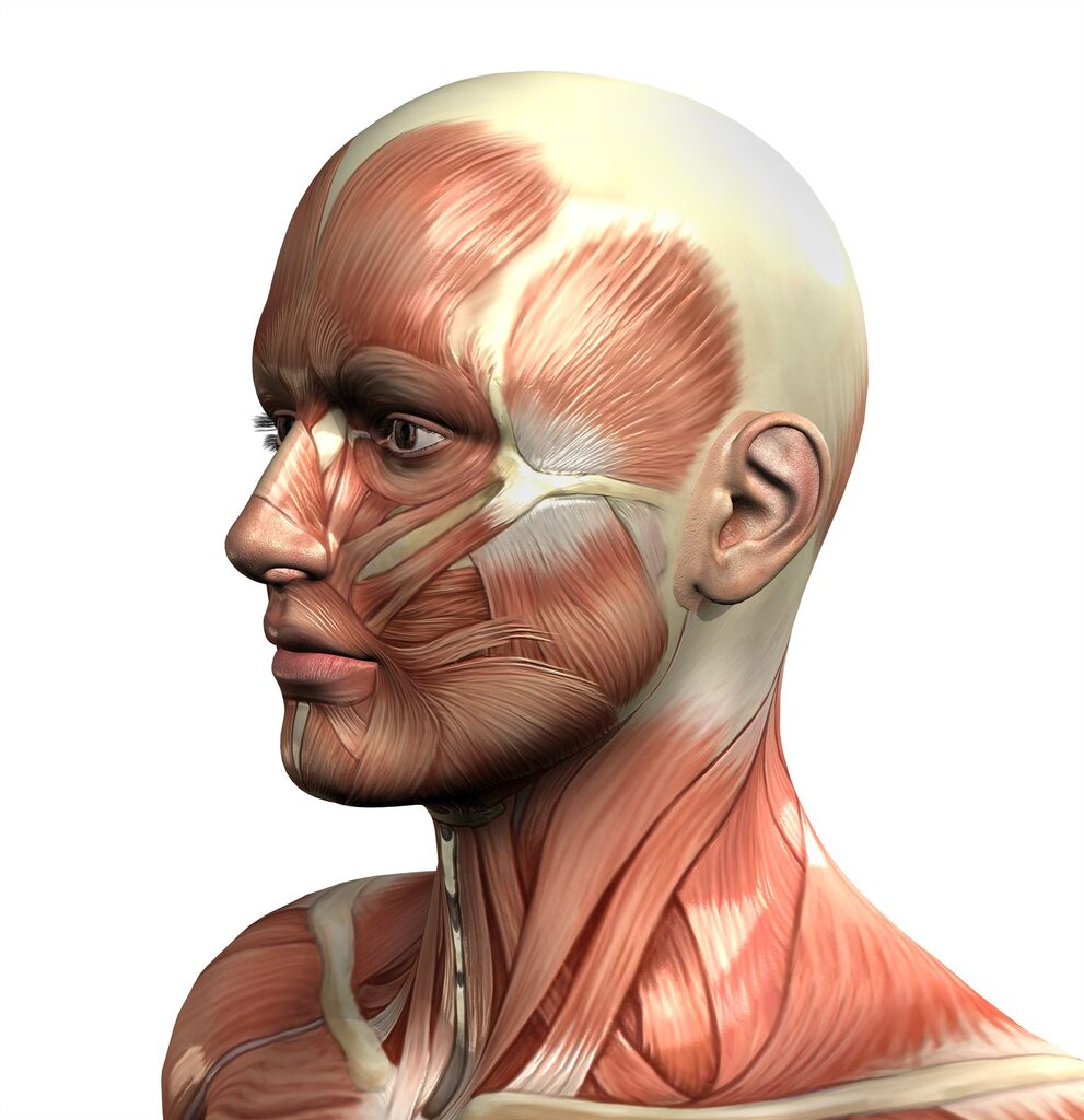 Kaumuskulatur im Seitenprofil Anatomisches 3D-Modell eines Kopfes im Seitenprofil mit freigelegter Muskulatur, Schläfenmuskel und großer Kaumuskel sichtbar